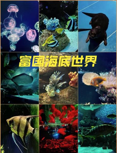 富国海底世界是几a-富国海底世界哪年开的-第2张图片 富国海底世界是几a-富国海底世界哪年开的-第2张图片