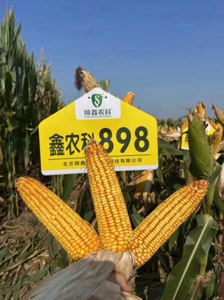 顺鑫农业股票还能买吗/顺鑫农业股票可持有吗-第2张图片 顺鑫农业股票还能买吗/顺鑫农业股票可持有吗-第2张图片