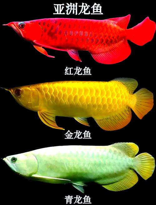 10公分小金龙鱼多少钱,金龙鱼15公分多少钱-第5张图片 10公分小金龙鱼多少钱,金龙鱼15公分多少钱-第5张图片