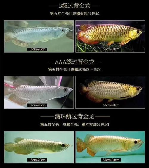 10公分小金龙鱼多少钱,金龙鱼15公分多少钱-第9张图片 10公分小金龙鱼多少钱,金龙鱼15公分多少钱-第9张图片
