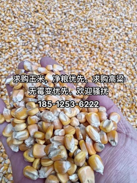 宁夏玉米费用最新行情2021年/宁夏玉米费用多少钱一斤2020-第3张图片 宁夏玉米费用最新行情2021年/宁夏玉米费用多少钱一斤2020-第3张图片