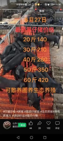 活猪现在多少钱一斤-第4张图片 活猪现在多少钱一斤-第4张图片