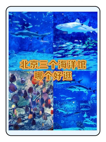 北京富国海底世界在几环/北京富国海底世界几点关门-第5张图片 北京富国海底世界在几环/北京富国海底世界几点关门-第5张图片